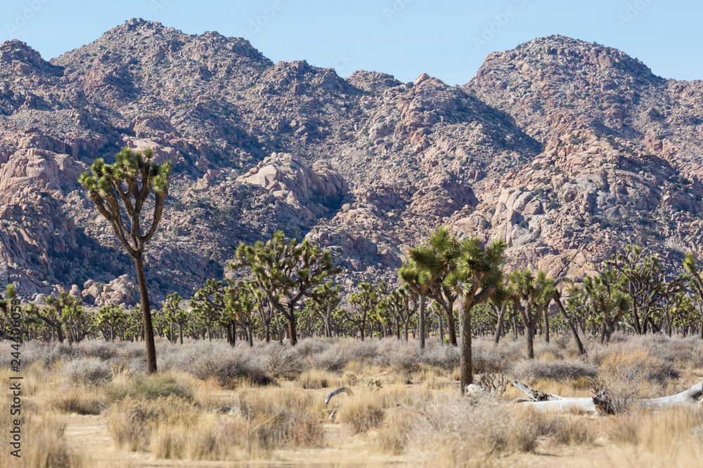 Landscape view of Joshua Tree National Park in California. Landscape view of Joshua Tree National Park in California.