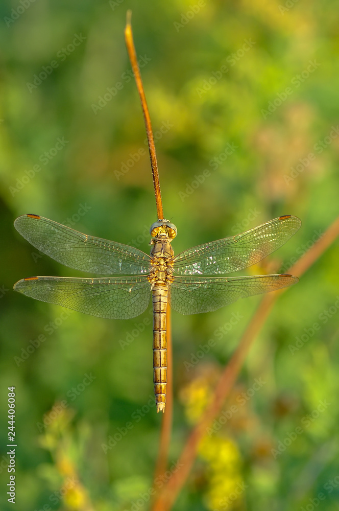 Macro shots, Beautiful nature scene dragonfly. Macro shots, Beautiful nature scene dragonfly.