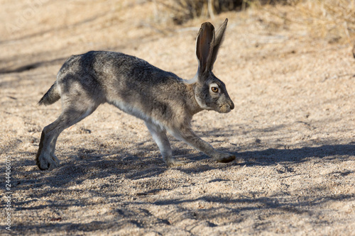 Wild Jack Rabbit Grazing the Fields in Joshua Tree National Park (California) photo