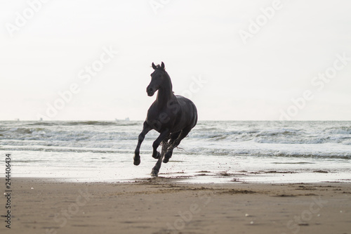 black friasian horse on beach