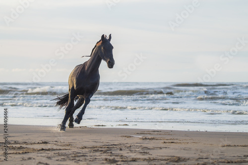 black friasian horse on beach