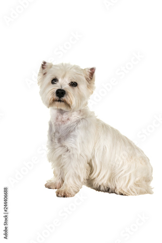 White West Highland Terrier Westie sitting sideways looking at camera isolated on a white background