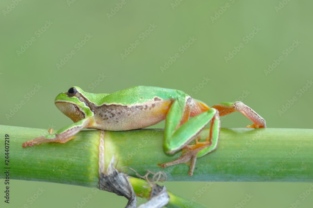 Naklejka premium Beautiful Europaean Tree frog Hyla arborea - Stock Image