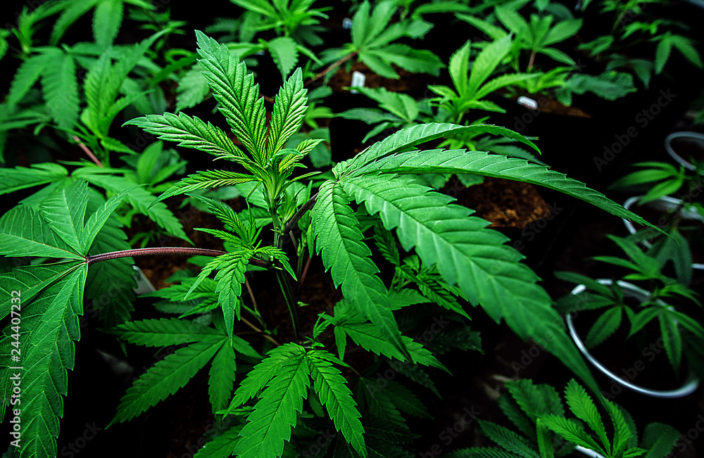 A Young Cannabis Plant In A Veg Room A Young Cannabis Plant In A Veg Room