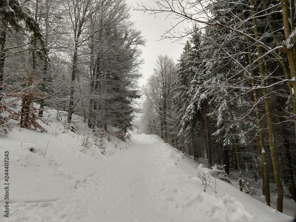 Fototapeta premium Przyroda pod śniegiem zimą. Słowacja