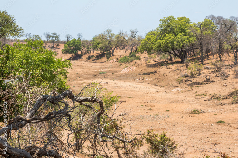 Dry river in Kruger Park, South Africa Dry river in Kruger Park, South Africa