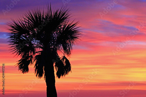 Lonely palm tree on sunset 