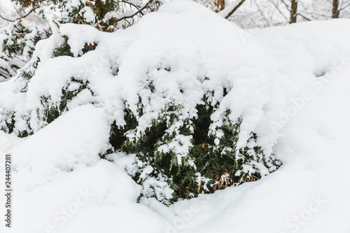 snow covered pine tree