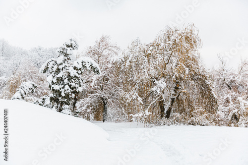 winter forest in the snow
