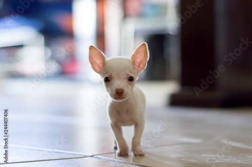 Cachorro raza chihuahua minitoy color blanco, perrito de 2 meses de edad photo