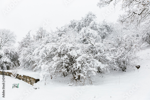 snow covered trees