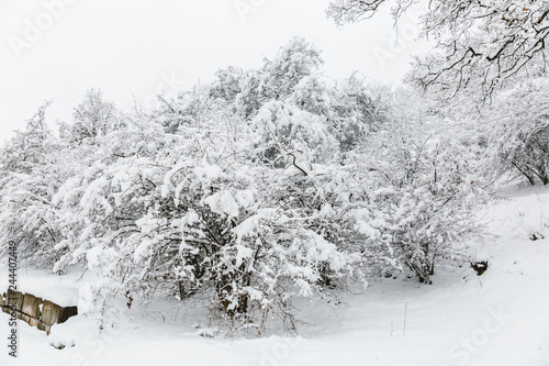 winter forest in the snow