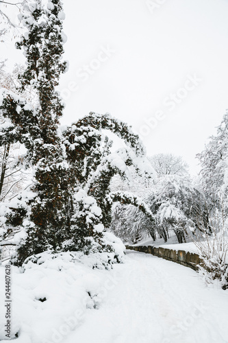 winter forest in the snow