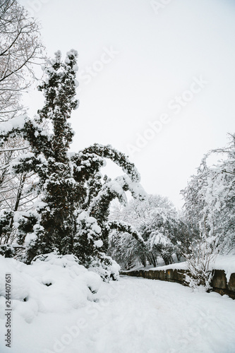 winter landscape with trees