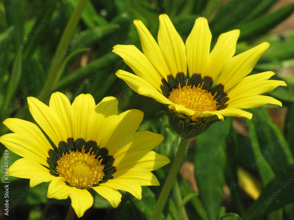 Yellow Daisies against green leaves in the sun Yellow Daisies against green leaves in the sun