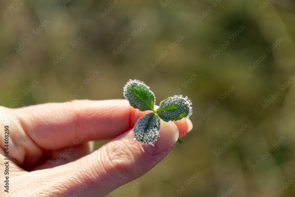 Clover covered with ice coating in hand. Slovakia