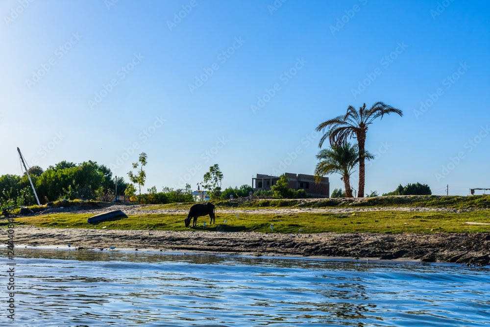 Obraz premium Cow on a bank of the Nile river