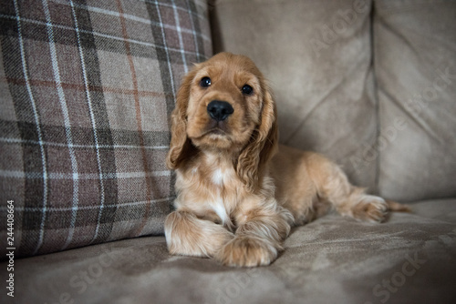 3 Month Old Golden Cocker Spaniel Puppy Laid on Sofa © Life in Pixels