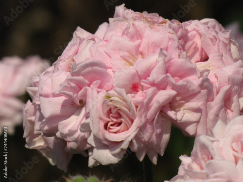 Pink Roses in the Sun