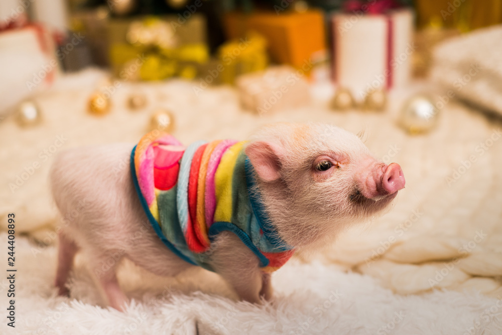 Cute smiling pink mini pig, background blurred Stock-Foto | Adobe Stock