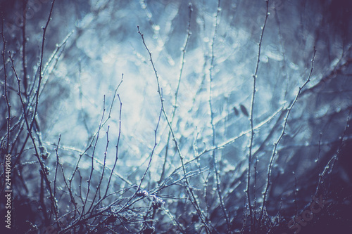 Frost on the bush