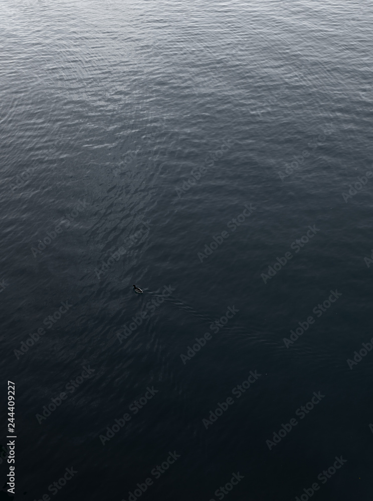 Obraz premium Duck in water.