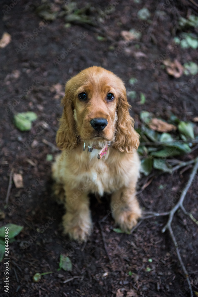 4 Month Old Cocker Spaniel Walking in the Woods