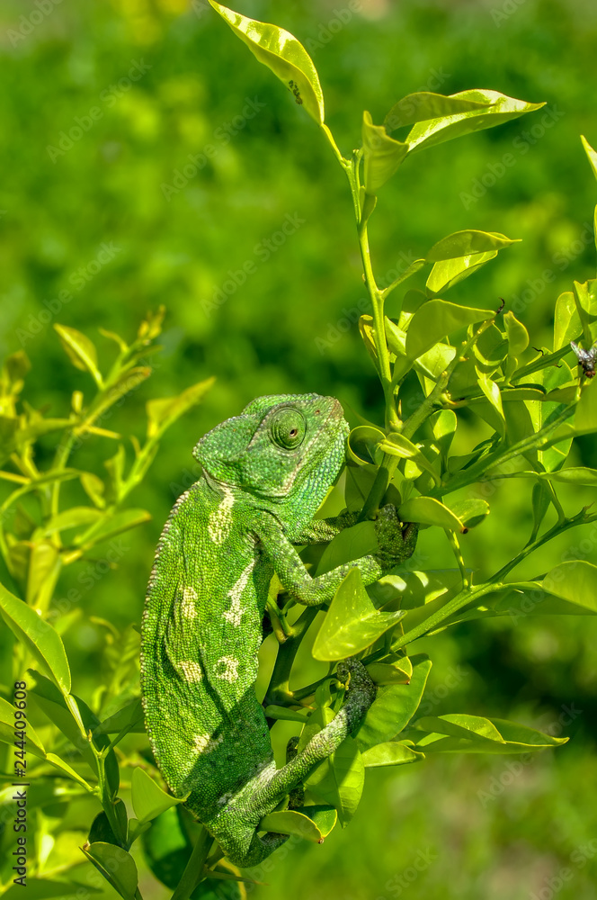 Beautiful Green chameleon sitting on flower in a summer garden Beautiful Green chameleon sitting on flower in a summer garden