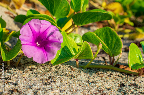 the flower at the beach