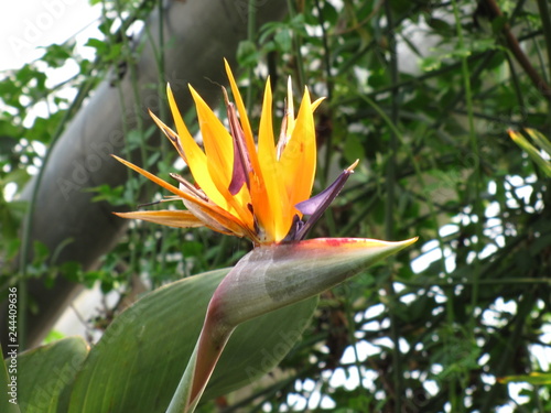 Bird of Paradise in shades of yellow with green leaves