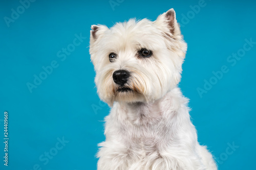 Portrait of a White West Highland Terrier Westie sitting looking at camera isolated on a baby blue background