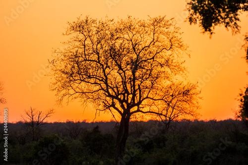 Beautiful Sunset and tree in Kruger Park