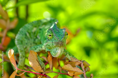 Beautiful Green chameleon sitting on flower in a summer garden
