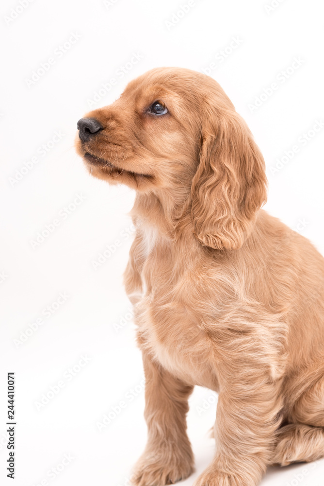 3 Month Old Cocker Spaniel Photoshoot