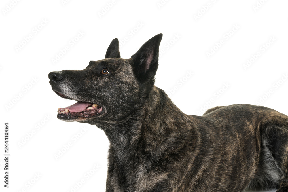 Portrait of the head of a Dutch Shepherd dog, brindle coloring, isolated on white background