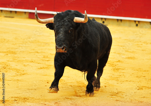 toro en españa