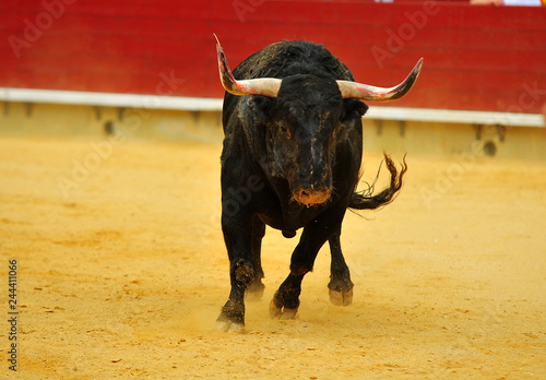 toro en españa