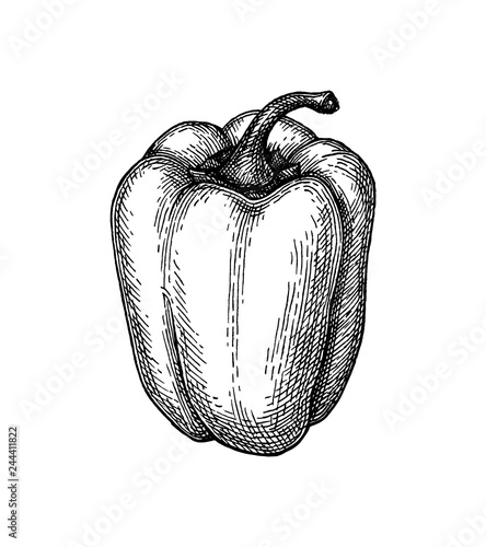 Ink sketch of bell pepper.