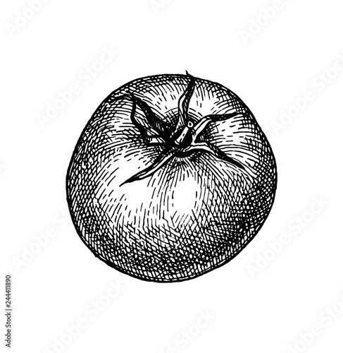 Ink sketch of tomato.