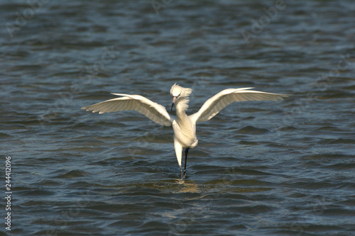 White phase Reddish Egret, Egretta rufescens, hunting for prey in the shallows of Fort De Soto State Park, Florida. © Francisco