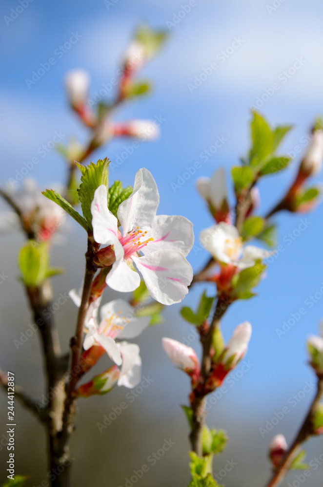 White flowers on the branches of trees in the spring White flowers on the branches of trees in the spring