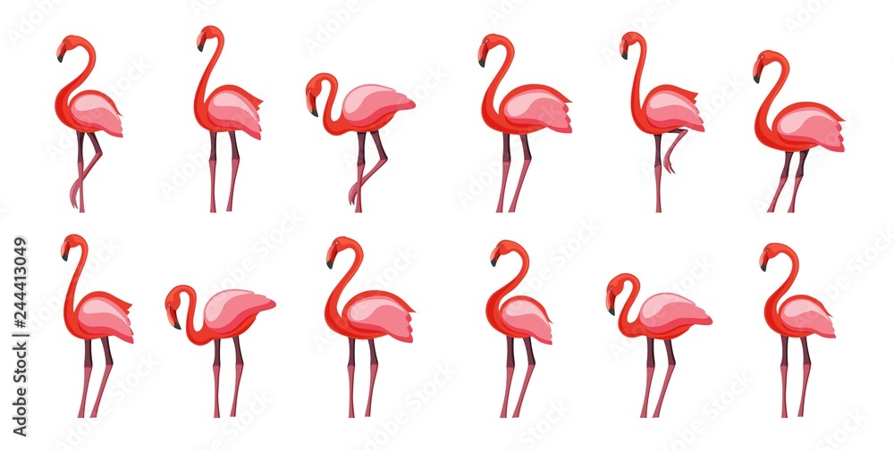 Naklejka premium Pink flamingo set, vector illustration Isolated on white background