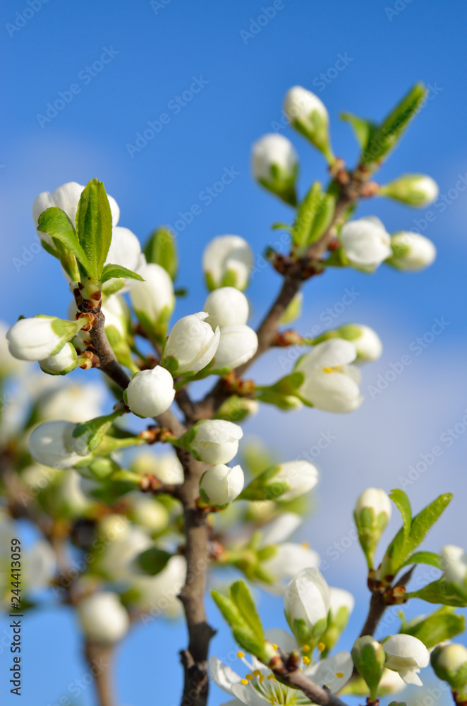 White flowers on the branches of trees in the spring