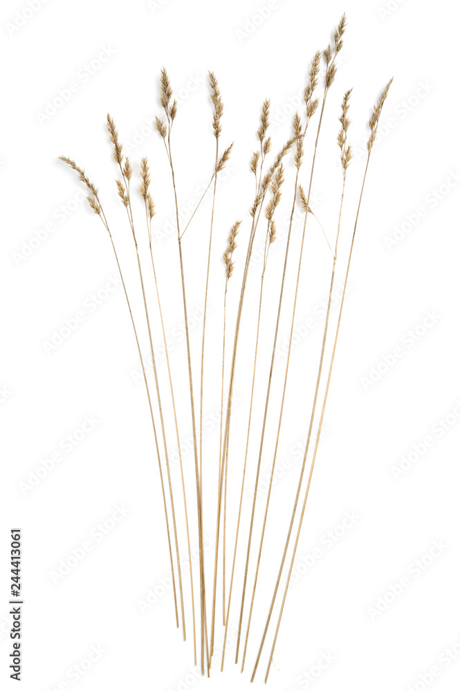 Fototapeta premium Dried grasses isolated on white background.