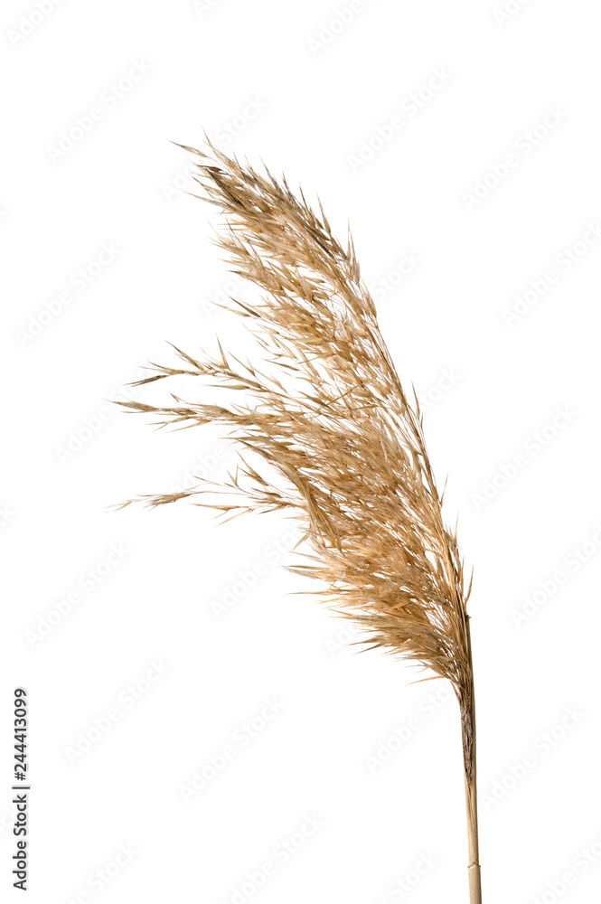 Fototapeta premium Common reed (Phragmites australis) seed heads isolated on white background.
