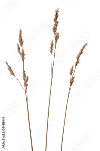 Dried grasses isolated on white background.