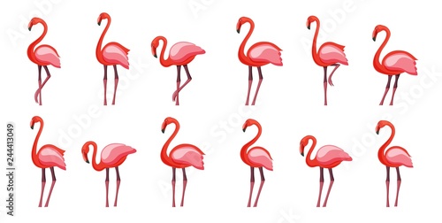 Pink flamingo set, vector illustration Isolated on white background © Andrew