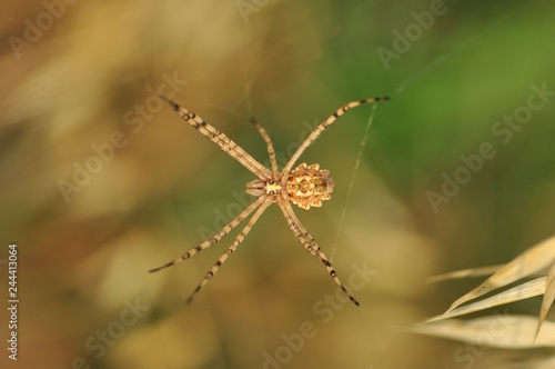Beautiful spider on a spider web- Stock Image      © blackdiamond67