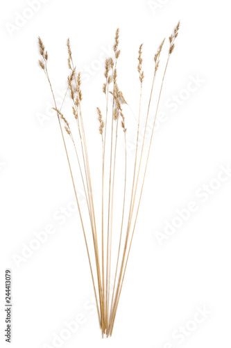 Dried grasses isolated on white background. © ekim