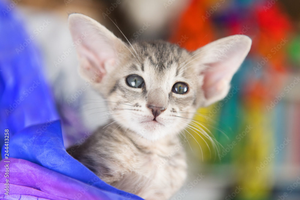 Blue Oriental shorthair kitten